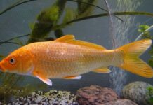 Co jest potrzebne do zrobienia hybrydy?