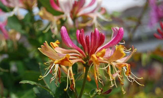 Jak odróżnić wodę perfumowaną od perfum?