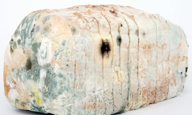 Jak dezynfekować szczotki?