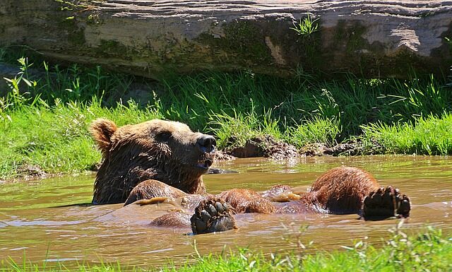 Jak odświeżyć miotłę?