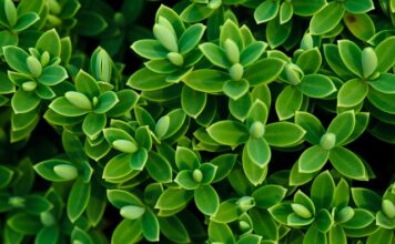 Czym różni się Hebe od Rossmanna?