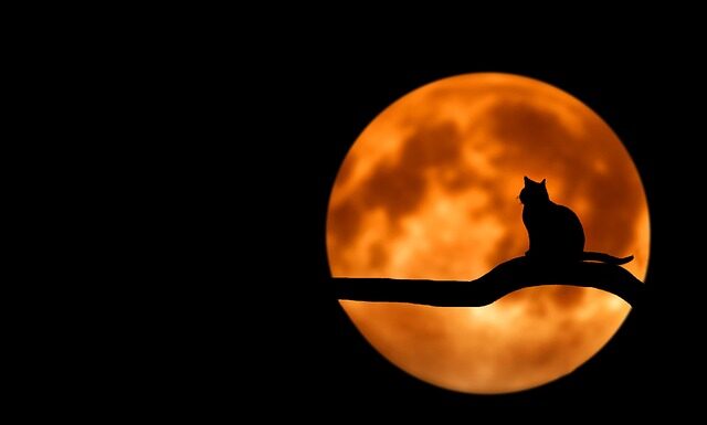 Ile razy w ciągu dnia kot sika?