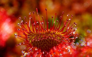 Jak masować gruczoły Meiboma?