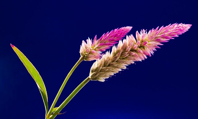 Jaki grzebień dla dzieci?